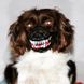 Scary Dog Muzzles For Halloween - Намордник "кров москаля" XS