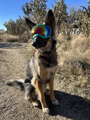 Rex Specs (Рекс Спекс) - тактичні сонцезахисні окуляри-маска для собак, XS Black