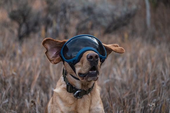 Rex Specs (Рекс Спекс) - тактичні сонцезахисні окуляри-маска для собак, XS Black