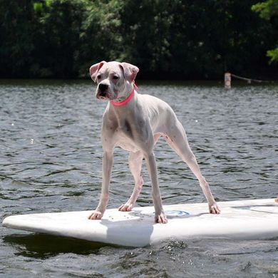 Coastal (Костал) Fashion Waterproof Dog Collar - Нашийник біотановий для собак 1,9х43 см Жовтий