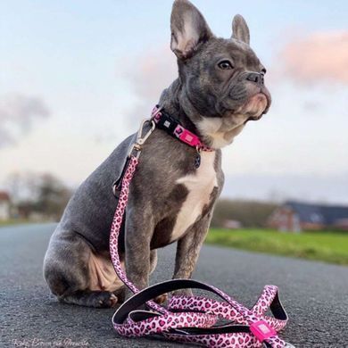 Max&Molly (Макс энд Молли) Smart ID Collar - Ошейник для собак Leopard Pink с леопардовым принтом, XS