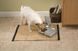 PetSafe (ПетСейф) Eatwell 2 Meal Pet Feeder - Автоматическая кормушка для котов и собак на 2 порции с таймером 2х340 мл