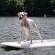 Coastal (Костал) Fashion Waterproof Dog Collar - Ошейник биотановый для собак 1,9х43 см Желтый