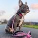 Max&Molly (Макс энд Молли) Smart ID Collar - Ошейник для собак Leopard Pink с леопардовым принтом, XS