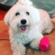 SodaPup (Сода Пап) SP Puppy Can Toy – Іграшка-диспенсер для ласощів Жерстяна Банка із суперміцного матерівлу для собак XL Рожевий