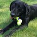 Kong (Конг) AirDog Squeaker Bone - Игрушка-косточка с пищалкой для собак, 11,4х5,7х3,2 см