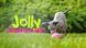 Jolly Pets (Джолли Пэтс) Bounce-N-Play - Игрушка мяч Баунс-н-Плэй для собак, Розовый, 11х11х11 см