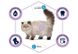 Advance (Эдвансе) Cat Sterilized Hairball Turkey - Сухой корм с индейкой для стерилизованных котов и для профилактики образования комков шерсти в ЖКТ 1,5 кг
