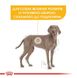 Royal Canin (Роял Канин) Maxi Dermacomfort - Сухой корм для собак с проблемной кожей 12 кг