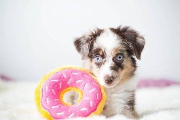 ZippyPaws (ЗіппіПавс) Donutz Blueberry &ndash; М'яка іграшка для собак чорниця пончик з пищалкою, L
