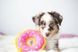 ZippyPaws (ЗіппіПавс) Donutz Blueberry &ndash; М'яка іграшка для собак чорниця пончик з пищалкою, L