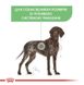 Royal Canin (Роял Канин) Maxi Digestive Care (Sensible) - Сухой корм для собак с чувствительным пищеварением 10 кг