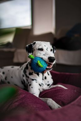 Collar (Коллар) Waudog Fun - Мягкая игрушка Медведь с пищалкой для собак, Голубой, 12х11 см