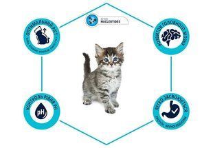 Advance (Едванс) (Эдванс) Kitten Chicken - Сухой корм с курицей и рисом для котят, 400 г
