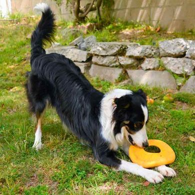 West Paw (Вест Пау) Dash Dog Frisbee - Игрушка фрисби для собак, Бордовый, 21 см