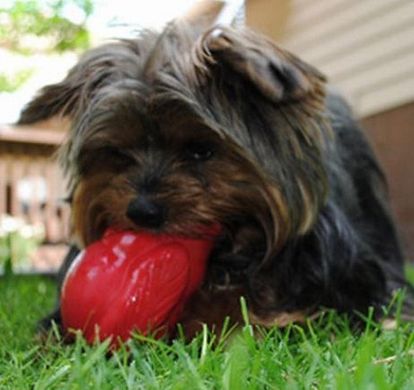 Jolly Pets (Джолли Пэтс) CRITTER – Игрушка для лакомств Веселая белка для собак 8,5 см Красный