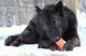 Jolly Pets (Джоллі Петс) FLEX-N-CHEW BOBBLE &ndash; Іграшка для ласощів Джоллі Боббл для собак, Жовтий, 5 см