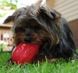 Jolly Pets (Джоллі Петс) CRITTER – Іграшка для ласощів Весела білка для собак 8,5 см Червоний