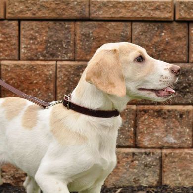 Coastal (Костал) Rustic - Ошейник кожаный для собак, 2,5х55 см 2,5х55 см Серый
