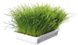 Тrixie (Тріксі) Soft Grass - Трава для кошенят і дорослих котів 100 г