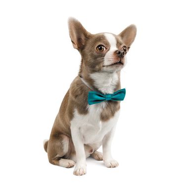Pet Fashion (Пет Фешн) Say Yes Joy – Бабочка для собак с регулировкой размера (бирюза) XS-M (28-48 см)