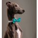 Pet Fashion (Пет Фешн) Say Yes Joy – Бабочка для собак с регулировкой размера (бирюза) XS-M (28-48 см)