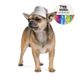 Pet Fashion (Пет Фешн) The Mood Party - Панама для собак зимняя (серая) XS
