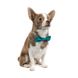 Pet Fashion (Пет Фешн) Say Yes Joy – Метелик для собак з регулюванням розміру (бірюза) XS-M (28-48 см)