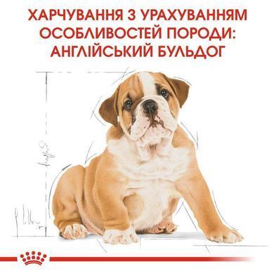 Royal Canin (Роял Канін) Bulldog Puppy - Сухий корм для цуценят бульдога, 12 кг