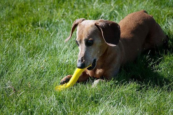 Jolly Pets (Джоллі Петс) FLEX-N-CHEW BONE - Iграшка гнучка кiстка Флекс-н-чу для собак, Помаранчевий, 2,5х16х2 см