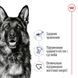 Royal Canin (Роял Канин) Maxi Adult - Корм сбалансированный для взрослых собак крупных пород, 4 кг