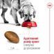 Royal Canin (Роял Канин) Maxi Adult - Корм сбалансированный для взрослых собак крупных пород, 4 кг