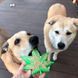 SodaPup (Сода Пап) Colorado Maple Leaf &ndash; Жувальна іграшка Кленовий листок з суперміцного матеріалу для собак L