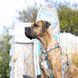 Max&Molly (Макс энд Молли) Short Leash - Поводок короткий для собак Aloha с принтом Алоха, S
