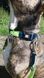 Max&Molly (Макс енд Моллі) Smart ID Collar - Нашийник для собак Matrix Lime Green зеленого кольору, XS