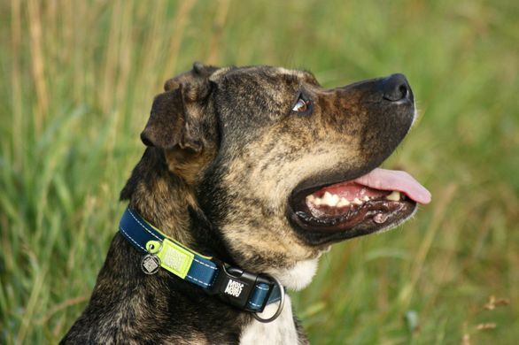 Max&Molly (Макс енд Моллі) Smart ID Collar - Нашийник для собак Matrix Lime Green зеленого кольору, XS