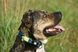 Max&Molly (Макс енд Моллі) Smart ID Collar - Нашийник для собак Matrix Lime Green зеленого кольору, XS