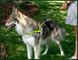GimDog (ДжимДог) Alfresco Mesh Y Harntsses – Шлея для собак из неопрена 2,5х70 72-90 см Оранжевый