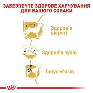 Royal Canin (Роял Канін) Poodle Adult - Вологий корм для дорослих собак породи Пудель, 85 г