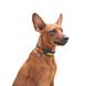 Collar (Коллар) WAUDOG Nylon - Ошейник для собак с рисунком "Colors of freedom", QR паспортом и металлической пряжкой-фастекс, нейлоновый, размер L (31-49 см), ширина 25 мм