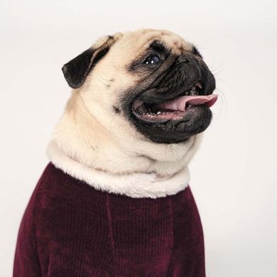 Pet Fashion (Пет Фешн) The Mood Spell - Костюм для собак (бордовий) XS (23-26 см)