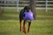 Jolly Pets (Джолли Пэтс) TEASER BALL - Игрушка мяч двойной Тизер болл для собак 10х10х10 см Фиолетовый