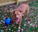 Jolly Pets (Джоллі Петс) TEASER BALL - Iграшка м'яч подвiйний Тiзер болл для собак 10х10х10 см Фіолетовий