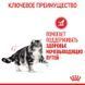 Royal Canin (Роял Канин) Urinary Care - Сухой корм для взрослых котов, способствующий поддержанию здоровья мочевыделительной системы, 8+2 кг
