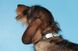 Coastal (Костал) TOO! Jazzy Jewel - Ошейник для собак, 1,6х25 см 1,6х25 см Белый