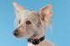 Coastal (Костал) TOO! Jazzy Jewel - Ошейник для собак, 1,6х25 см 1,6х25 см Белый