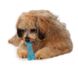 Petstages (Петстейджес) Mini Orka Bone - Іграшка для собак Орка Кісточка міні 12 см Блакитний