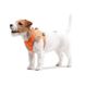 Collar (Коллар) AiryVest ONE - Шлея для собак мелких пород 24-27/18-20 см Оранжевый
