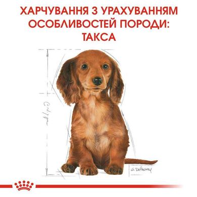 Royal Canin (Роял Канин) Dachshund Puppy - Сухой корм с мясом птицы для щенков таксы 1,5 кг