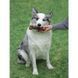 M-Pets (М-Петс) Chewood Dog Toy Bone with Rubber - Іграшка Кістка з гумкою для собак, L